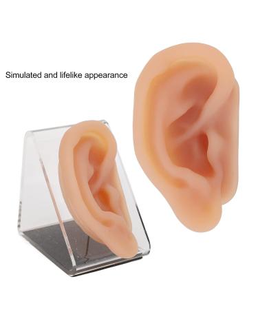 Silicone Human Ear Model with Display Stand - Acupuncture & Piercing Practice Tool - Buy Online on GoSupps.com