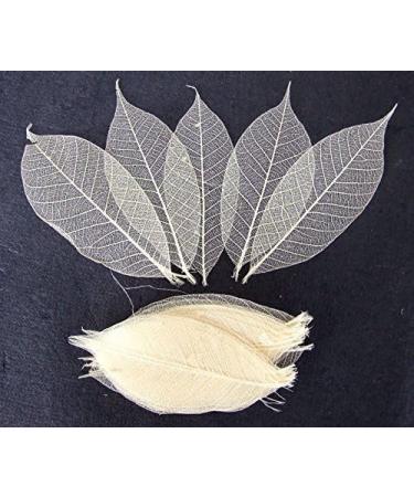 100 Pcs Small Skeleton Leaves - Natural Dried Rubber Tree Leaves for Craft, Scrapbook, DIY Wedding Card - Mini Skeleton Leaves - Buy Online on GoSupps.com