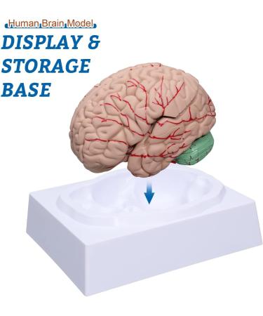 Dog Hip Joint Skeleton Medical Model Veterinarian Lessons Dog Skeleton Veterinary Veterinary Medicine Animal Model - Buy Online on GoSupps.com