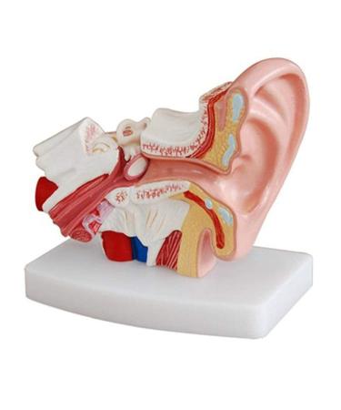 Human Ear Model Human Ear Anatomy Ear Canal Ear Middle and Inner Ear Auditory Otolaryngology Organ