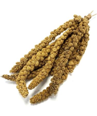 Millet Sprays x 10 Premium Cage Bird Food Seed Natural 10 count (Pack of 1) - Buy Online on GoSupps.com