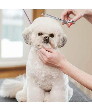 Dream REACH 7-Inch Professional Dog Shears - 440C Japanese Stainless Steel Fur Scissors for Pet Grooming - Buy Online on GoSupps.com