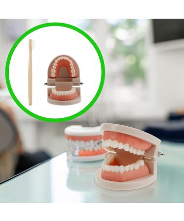 Ultechnovo Tooth Prosthesis Model Toys - Fun and Educational Dental Care for Kids | Perfect for Brushing Practice - Buy Online on GoSupps.com