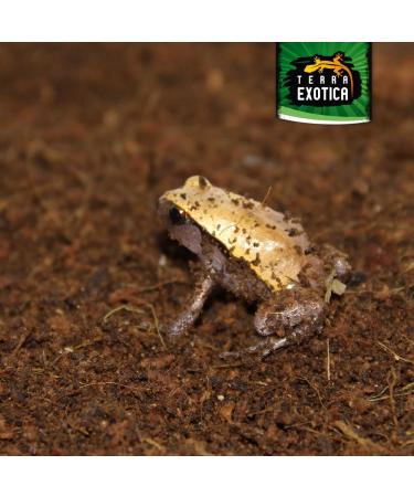 Coco's Ground Coconut Humus for Terrariums | 9L Substrate for Amphibians Reptiles & Vertebrates | Organic Coconut Fiber Litter (650g Brick) - Buy Online on GoSupps.com