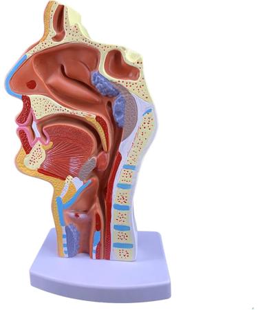 Mouth Nose Throat Pharynx Education Human Body ENT Model Study Model Pathology Nose Throat Model Enlarge The ical Model A+a - Buy Online on GoSupps.com