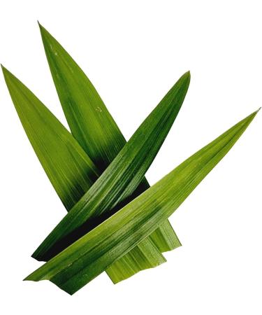 Poudre de Pandan compos e 100% de Pandanus Amaryllifolius Pandan parfum pur et naturel vanille de l'Est Poids net : 50g - Buy Online on GoSupps.com