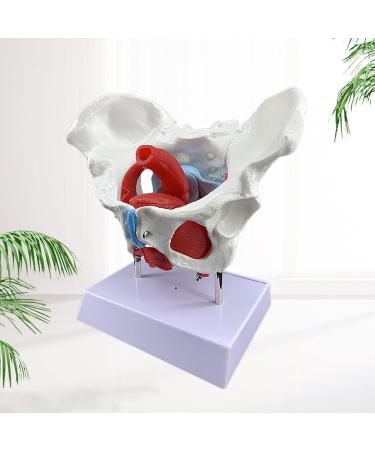 Female Pelvis and Perineum Model - Detailed Anatomical Replica with Removable Organs | Ideal for Educational Use - Buy Online on GoSupps.com