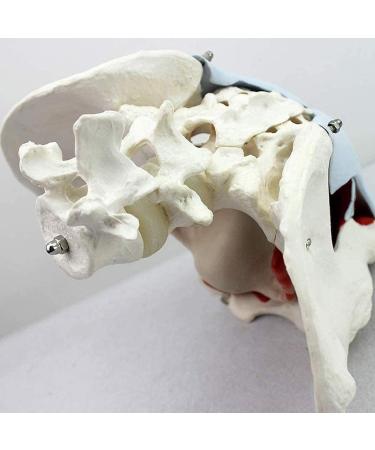 Life Size Female Pelvis Skeleton Model | Colored Pelvic Floor with Muscles | 4 Removable Parts for Nursing & Health Education - Buy Online on GoSupps.com