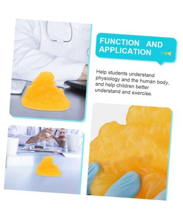 ULTECHNOVO Nutritionist 2pcs Fat Model Models Body Fat Display Replica 1-Pound Body Fat Replica Base Fitness Human Body Fat 1lb - Buy Online on GoSupps.com