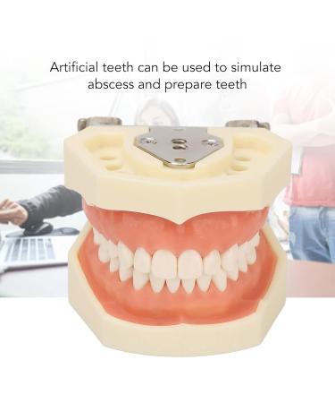 Buy Dental Typodont Teeth Model - 28 Teeth Soft Gums Upper Jaw Cyst Teaching Model for Incision Practice - International Shipping Available - Buy Online on GoSupps.com