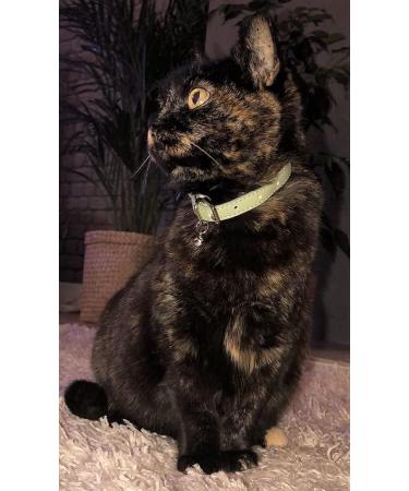 Animal Outfitters UK Purrfect Pastel Collection Cat Collar | Mint Silver Bell | Adjustable Breakaway Kitten Collar - Buy Online on GoSupps.com