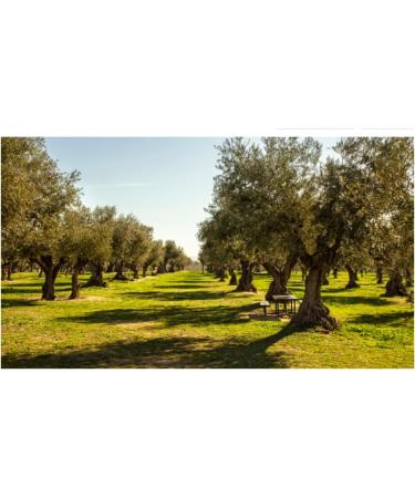 Nida 1000ml Glass Bottle Natural Olive Pomace Oil - Buy Online on GoSupps.com