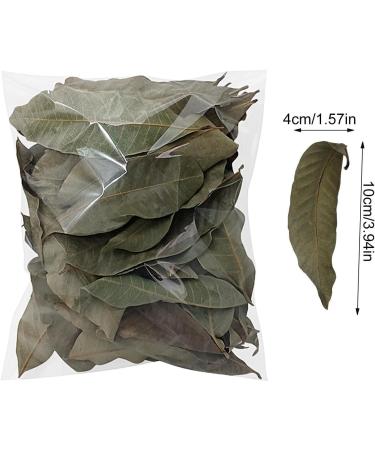 240 Pieces Catappa Leaves - Fish Tank Longan Leaves - Almond Leaves for Betta Fish Tank Water Treatments | Leaves Induce Breeding and Boost Immunity PH Down Aquarium Water Conditioner - Buy Online on GoSupps.com