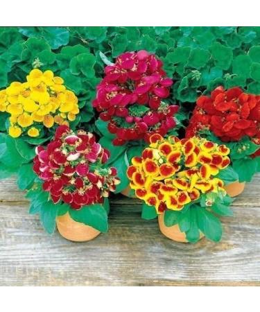 50 Semi Slipper Fiore Fascination Mix Semi Calceolaria Herbeohybrida - Buy Online on GoSupps.com