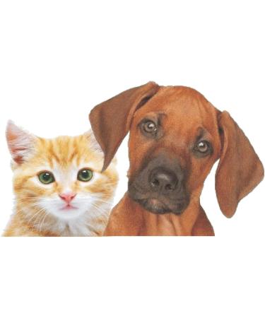 Horse-Direkt Salmon Oil for Dogs Cats & Horses - Pure Omega-3 Fish Oil 6L BARF Additive-Free Natural Feed - Buy Online on GoSupps.com