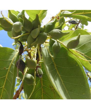 Kakadu Plum Seed Oil Organic Cold Pressed Natural 2 Fl Oz - Buy Online on GoSupps.com