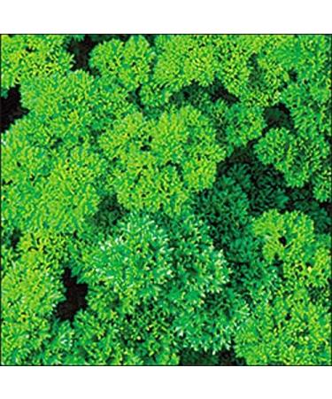 PLAT FIRM Seed Germination 300 Seeds Parsley Seeds Triple Curled A Beautiful Garnish High Vitamin C Content Free Ship - Buy Online on GoSupps.com