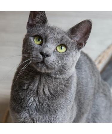 Compavet Krill Oil Capsules - for Dogs and Cats - Joint Comfort - Improves Mobility Antioxidant Natural Defenses - 60 Capsules - Developed in France - Buy Online on GoSupps.com