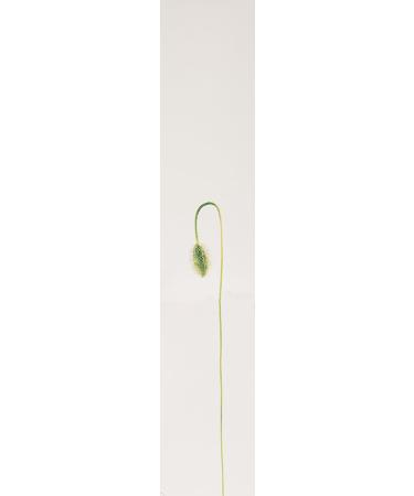 Kenzo Flower By Kenzo For Women. Eau De Parfum Spray 3.3 Ounces 3.3 Fl Oz (Pack of 1) - Buy Online on GoSupps.com