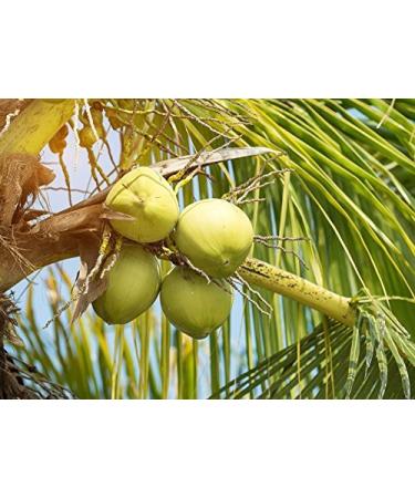 Organic Coconut Flour 2 Pounds - Non-GMO, Kosher, Raw, Vegan - Ideal for Baking - Unsweetened & Unrefined - Fine Powder, Bulk Packaging - Buy Online on GoSupps.com