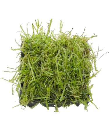 Aqua Essentials Java Moss Shrimp Shelter - Buy Online on GoSupps.com