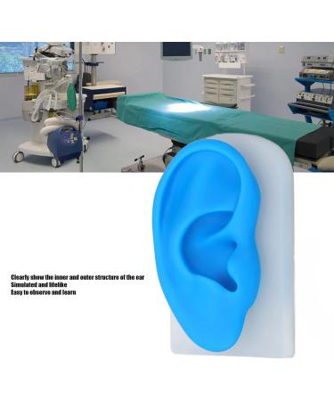 Flexible Silicone Ear Model for Hearing Amplifier Display - Professional Student Tool - Buy Online on GoSupps.com