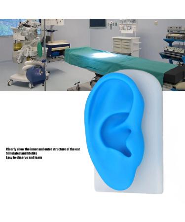 Ear Model ANGGREK Display Ear Model Soft Ear Modeling Tools Teaching Ear Model Elastic Ear Shaping Aids for Showing Learning and Assisting - Buy Online on GoSupps.com