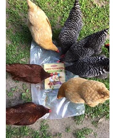 10lbs Non-GMO Dried Mealworms - Ideal for Reptiles, Amphibians, Birds & More - Buy Online on GoSupps.com