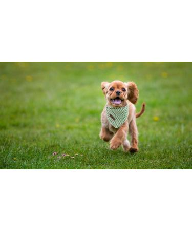 Lionet Paws Dog Bandana Headscarf - Green & White Checked Triangle Scarf (Pack of 1) - Ideal for Pets - International Shipping - Buy Online on GoSupps.com