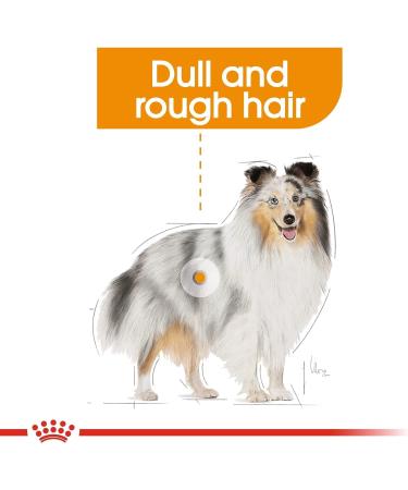 Royal Canin Coat Care Loaf | 12 x 85 g | Complete Food for Adult Dogs of All Breeds | May Help Support Healthy Skin and Coat - Buy Online on GoSupps.com