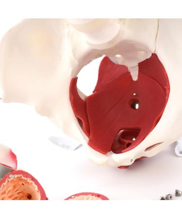 Buy WIUPJGBD Female Pelvic Model - Anatomical Anatomy for Pelvic Floor Study Bladder & Vagina Educational Accessory - Buy Online on GoSupps.com