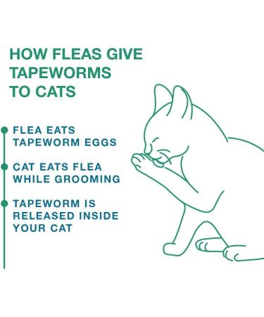 Elanco Tapeworm Dewormer for Cats - 3 Praziquantel Tablets | Effective Treatment for Kittens 6 Weeks+ - Buy Online on GoSupps.com