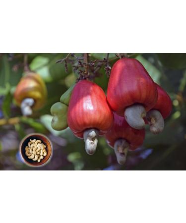 Cashew Nuts 1Kg Ivory Coasts Premium Quality Whole Raw African Cashew from Bakers Street Perfect Snack & Bakery Ingredient Best Source of Protein & Fiber - Buy Online on GoSupps.com