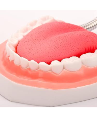 Yunyhao Tooth Model - 6X Enlarged Dental Hygiene Aid with Removable Tongue for Medical Teaching & Training | Ideal for Schools Hospitals and Medicine - Buy Online on GoSupps.com