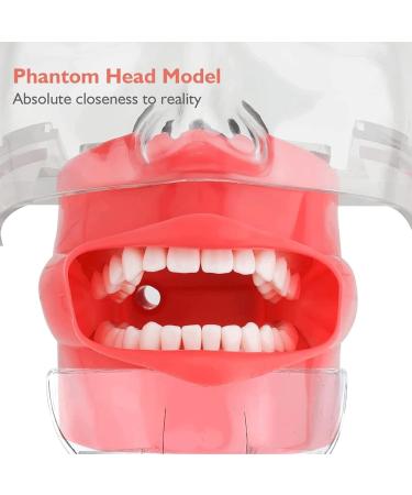 Dental Model Simulator - Bfeiwgha Phantomkopf Training Head | International Shipping Available - Buy Online on GoSupps.com