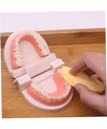 Shop Tovinanna 2-Sentence Toy for Early Dental Education | Fun Toothbrushing Model for Toddlers & Kids - Reusable Educational Puzzle Toy - Buy Online on GoSupps.com