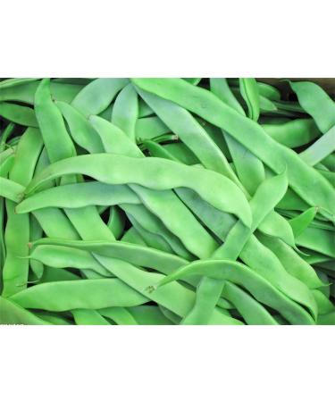 30+ Green Romano Pole Bean Seeds - Light Green Flat Runner Roma Seed - Buy Online on GoSupps.com