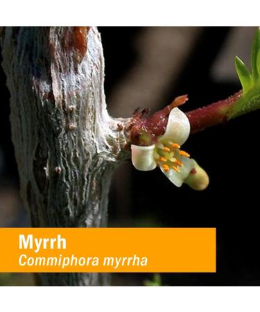 Herb Pharm Myrrh Tincture 1 fl oz - Natural Herbal Extract for Wellness - Buy Online on GoSupps.com