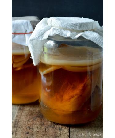 RawCultures® Medium Certified Organic Kombucha Scoby with Powerful Liquid Starter Lab Tested by UKAS LAB (ALS Global)