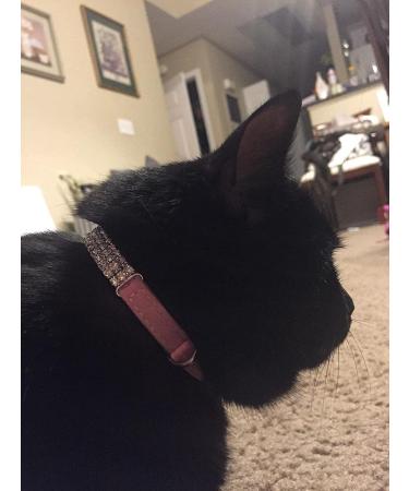Buy Chukchi Cat Collar - Soft Velvet Adjustable Pink Glittering Stones & Bells - 27.9 cm for Small Dogs & Cats (2 Pieces) - Buy Online on GoSupps.com