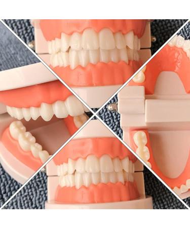 Buy Toyandona Educational Tooth Models for Kids | 3D Puzzles & Toy Sets for Brushing Teeth | Enhance Learning with Kidcraft Games - Buy Online on GoSupps.com