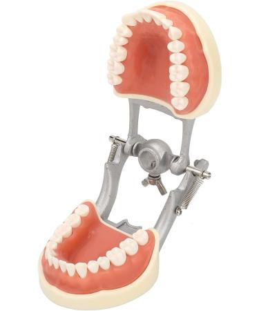 Teeth Model - Teaching Standard Typodont Demonstration Model with 32 Teeth & Soft Gums | Learn Tooth Morphology | International Shipping Available - Buy Online on GoSupps.com