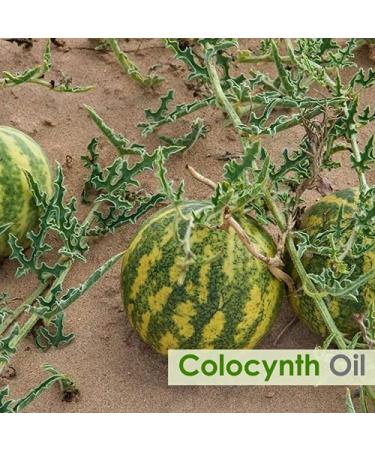 Colocynth Oil - Pure & Natural Cold-Pressed Oil for Hair & Skin Care - 30 ML - Buy Online on GoSupps.com