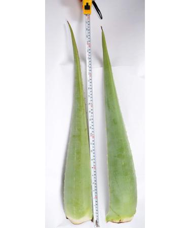 Buy Fresh Large Bio Aloe Vera Leaves 80 cm - EU Certified Barbadensis Miller for Skin Hair & Body | Anti-Aging 1 to 10 PCs Available - Buy Online on GoSupps.com