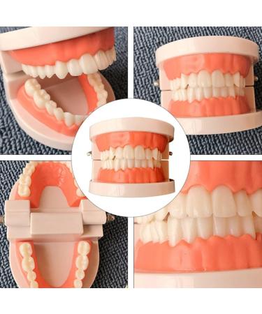 Buy Toyandona Educational Tooth Models for Kids | 3D Puzzles & Toy Sets for Brushing Teeth | Enhance Learning with Kidcraft Games - Buy Online on GoSupps.com