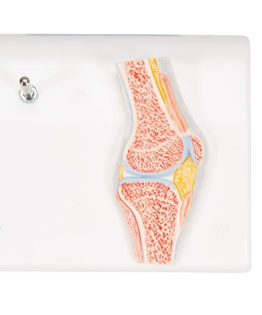 Buy 3B Scientific A85/1 Mini Knee Joint | Cross Section Bone Model | International Shipping | 3B Smart Anatomy - Buy Online on GoSupps.com