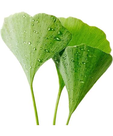 Greenfood Ginkgo biloba 400 mg leaf extract high dose 120 capsules. Vegan. - Buy Online on GoSupps.com