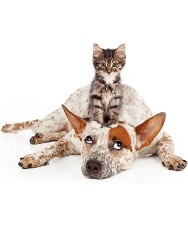 Pain Relief for Cat Paw Disorders: Dermatitis, Infection, Rashes, Bites - Antiseptic Antifungal Holistic Treatment by Pretty Paws - Buy Online on GoSupps.com
