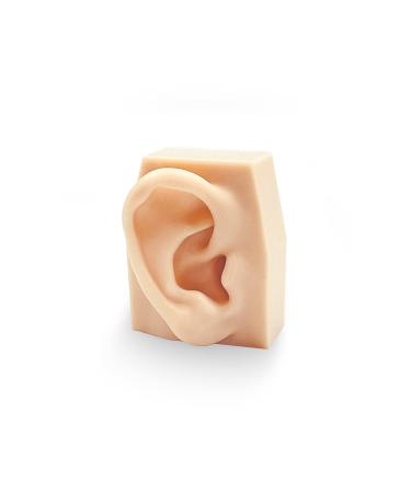 PLAN 3D - External Auditory Canal Model of Human Ear Right Side