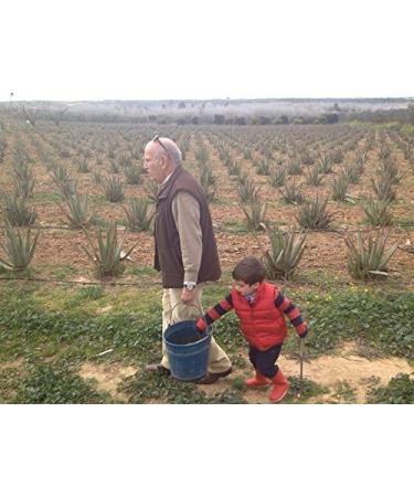 Buy 5 x Best Organic Aloe Vera Barbadensis Leaves - Natural Health Benefits for All | International Shipping Available - Buy Online on GoSupps.com